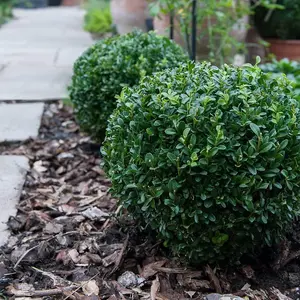 Evergreen Topiary Buxus Ball - Potted Plant x 2 + 2 Patio Planters - Outdoor Plant, Hedging & Patio Containers