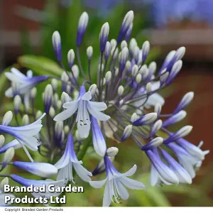 Agapanthus Twister 9cm Potted Plant x 3