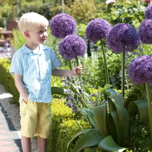 3 x Allium Globemaster Bulbs - Summer Flowering - UK Hardy Pollinator Friendly - Grow in Beds, Borders & Patio Pots