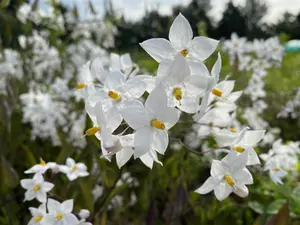 Solanum Jasminoides Alba Climbing Plant 30-50cm Supplied in a 9cm Pot