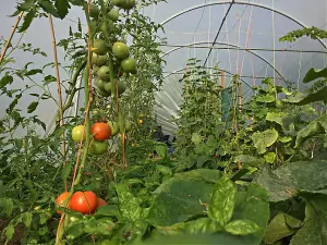 14ft x 30ft Straight Sided Polytunnel Kit, Heavy Duty Professional Greenhouse