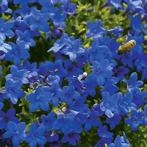 Lithodora Pure Blue - Outdoor Flowering Plant - Arrives Ready to Plant in a 13cm Pot