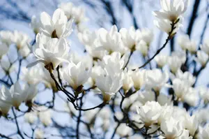 Direct Plants Magnolia Stellata Plant Tree Extra Large 3-4ft Supplied in a 7.5/10 Litre Pot