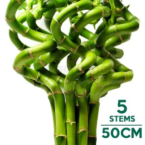 Lucky Bamboo - Harmony and Prosperity Ensemble (5 Stems, 50-55cm)