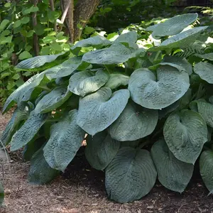 Giant Blue Hosta Perennials Flowering Plants Hosta Sieboldiana Elegans 2L Pot