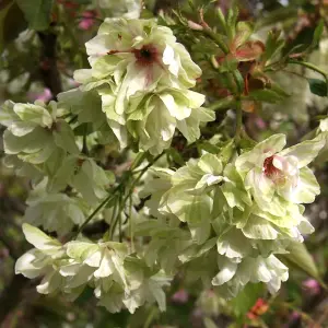 Prunus Royal Flame Tree - Stunning Flowers and Autumn Foliage, Hardy (5-6ft)