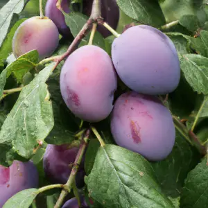 Lincolnshire Fruits Czar Plum Potted 12 Litre 1.5m Tree