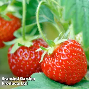 Grow Your Own Fruit  Strawberry Collection 24 Bare Roots