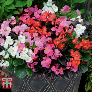 Begonia semperflorens Options Mixed 1 Seed Packet  (750 Seeds)