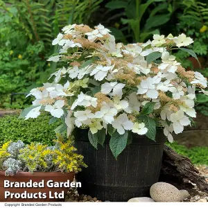 Hydrangea Cloud Nine 9cm Potted Plant x 2