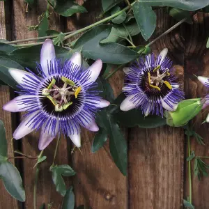 Passiflora Damsels Delight Garden Plant - Exotic Blooms, Compact Size (20-30cm Height Including Pot)