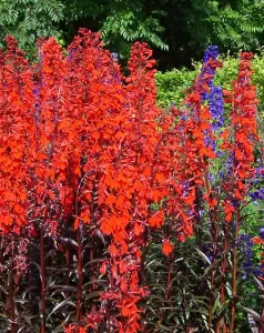 Lincolnshire Pond Plants Ltd Marginal Plants - Pond Plants (Lobelia Cardinalis 'Queen Victoria')  - 3x 9cm Plants