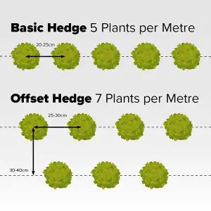 YouGarden Mixed Native Hedging Collection, Set of 50 Hedges, Established and Already 60-90cm Tall, Ready to Plant