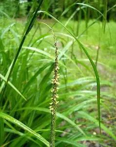 Lincolnshire Pond Plants Ltd Marginal Plants - Pond Plants (Carex Pendula)  - 3x 3 Litre Plants