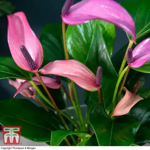 Anthurium Aqua in Sierglass 'Mauve Zizou' - 1 Plant