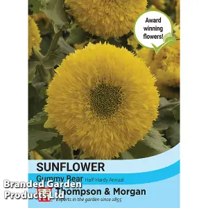 Sunflower Helianthus annuus Gummy Bear 1 Seed Packet (15 Seeds)