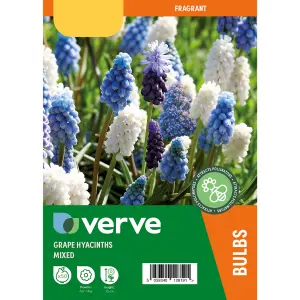 Grape Hyacinths Mixed 50 Flower bulbs