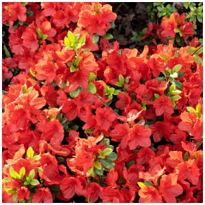 Azalea Geisha Red in a 9cm pot, Stunning Red Flowers