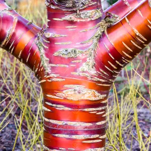 Prunus Serrula Tree - Striking Red Bark, Hardy, Low Maintenance (5-6ft)