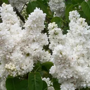 'Madame Lemoine' Syringa Vulgaris-Branched Lilac Tree Shrub in a 2L Pot. 3FATPIGS