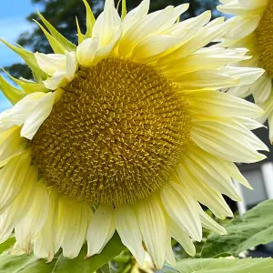 Sunflower Pro Cut White Lite F1 1 Seed Packet