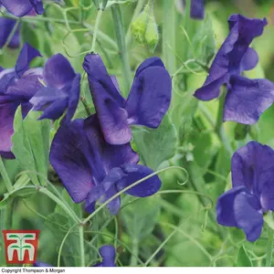 Sweet Pea King Size Navy Blue 1 Seed Packet (20 Seeds)