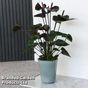 Anthurium Black Love 12cm Pot x 1