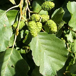 Alnus Glutinosa 'Common Alder' Bare Root Hedge Hedging Tree Plants (2-3ft, 200 Plants)