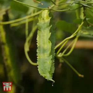 Asparagus Pea 1 Seed Packet (35 Seeds)