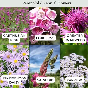 The Bees Knees Wildflower Seeds 100g (50m²)