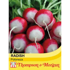 Radish Poloneza 1 Seed Packet (500 Seeds)