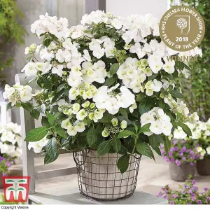 Hydrangea macrophylla Runaway Bride (13cm Potted Plant) 1 Litre Potted Plant x 1