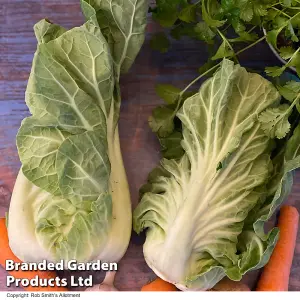 Cabbage Luzia F1 1 Packet (20 Seeds)