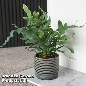 Houseplant Phlebodium aureum Blue Star 12cm Pot x 1