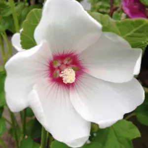 Lavatera Mary Hope Garden Plant - White and Pink Blooms, Compact Size (20-30cm, 3 Plants)