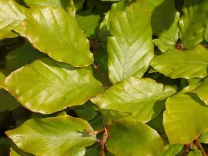 500 Mixed Native Country Hedge Plants For 100 m, 7 Different Wildlife Hedging 3FATPIGS