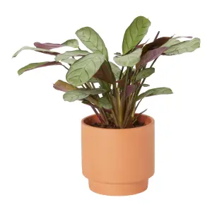 Verve Prayer plant in Pale grey Terracotta Decorative pot 13cm