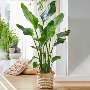 Strelitzia nicolai - Indoor House Plant for Home Office, Kitchen, Living Room - Potted Houseplant (80-90cm Height Including Pot)