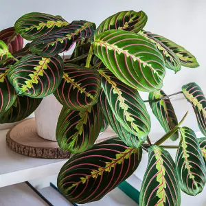 YouGarden Prayer Plant 'Maranta Tricolour', Established Houseplant in 12cm Pot, Ready to Plant and Display