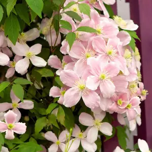 Clematis Montana Plant Rubens 3 Litre Potted Plant x 1