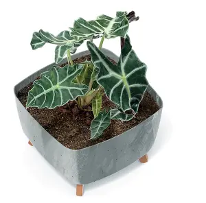 Low Planter Flower Pot with Legs Insert Square Decorative Indoor Outdoor Concrete Small