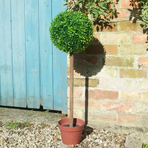 Smart Garden Boxwood Artificial topiary tree Ball