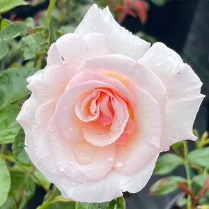 YouGarden Simon's Rose, Established Plant in 3-4L Pot, Ready to Plant Floribunda Bush Rose with Pearl Pink Flowers, for Summer to