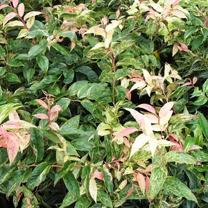 Leucothoe Rainbow Garden Plant - Colourful Foliage, Compact Size (20-30cm Height Including Pot)