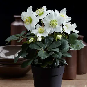 Gift Helleborus Christmas Carol 12cm Pot x 3