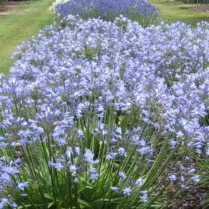 Agapanthus Blue Storm - Agapanthus africanus, Deciduous Perennial (10-20cm Height Including Pot)