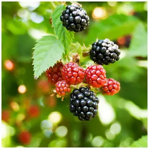 'Thornless' Blackberry / Rubus Fruticosus 'Thornless / Thornfree Sweet & Juicy 3FATPIGS