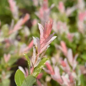 Salix Hakuro Nishiki Flamingo Bush in 9cm Pot - Amazing Foliage Colour