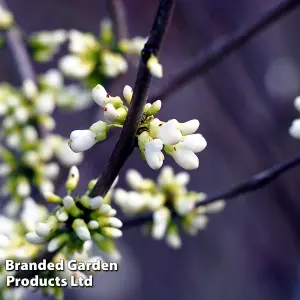 Cercis chinensis Shirobana 9cm Potted Plantx 1