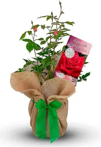 Happy 30th Birthday Rose Bush Gift Wrapped - Plant Gift Perfect for Gardeners